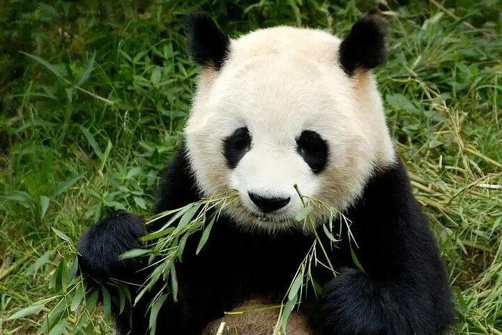 Visite privée de Chengdu à la base Panda avec des faits chauds et froids Panda