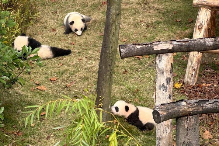 パンダ基地でホット＆コールドパンダの事実と成都プライベートツアー
