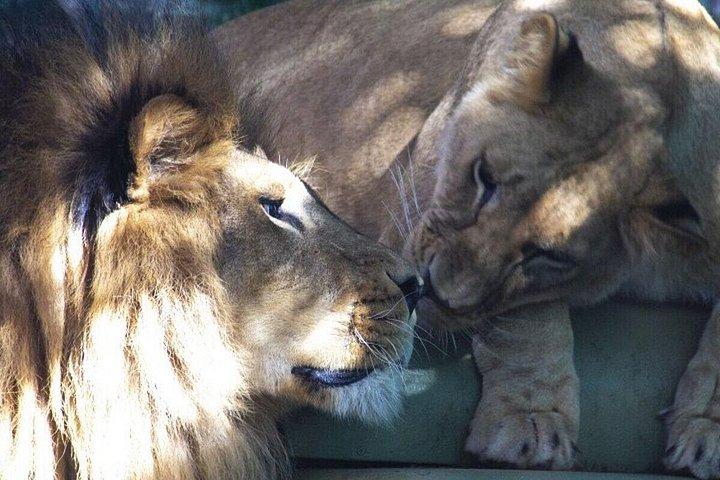 Viaport Lion Park Ticket with Optional Hotel Transfer