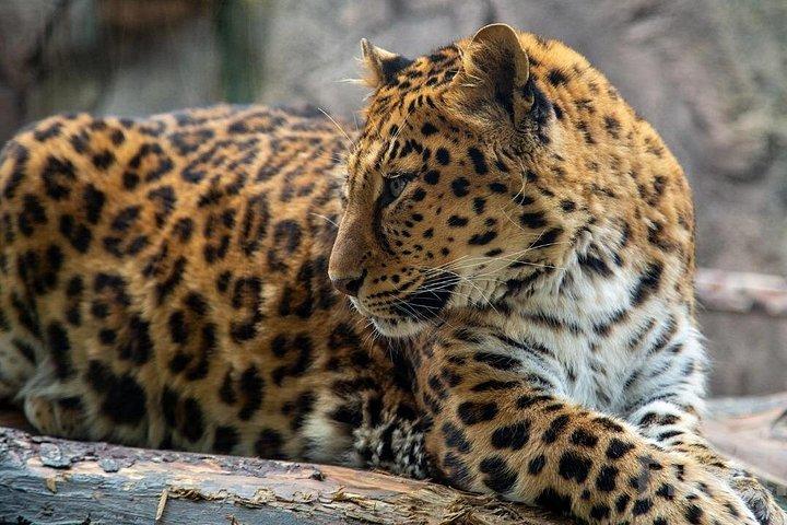 Viaport Lion Park Ticket with Optional Hotel Transfer