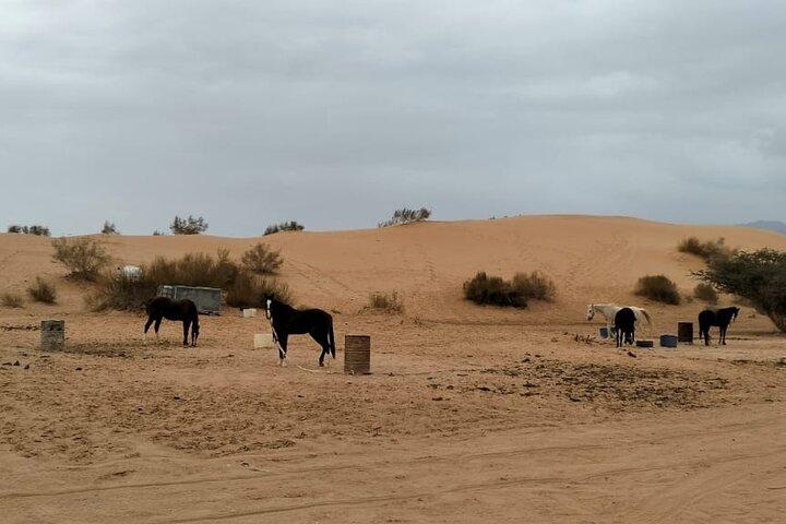 Multiday Horseback Adventure in Wadi Araba Desert