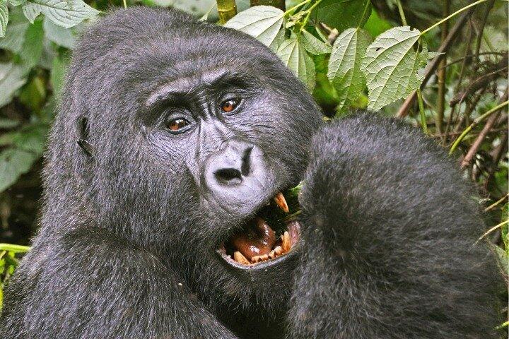 8 Dias Uganda Safari Gorilla Tracking e Aventuras de Vida Selvagem
