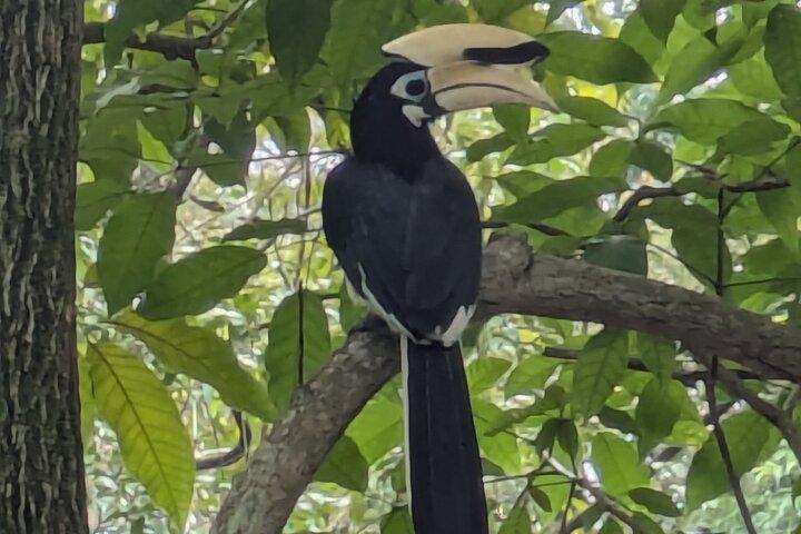 Jungle and Heritage Walk in Singapore