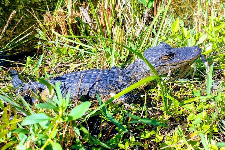 Everglades E-Bike Exploration avec Airboat