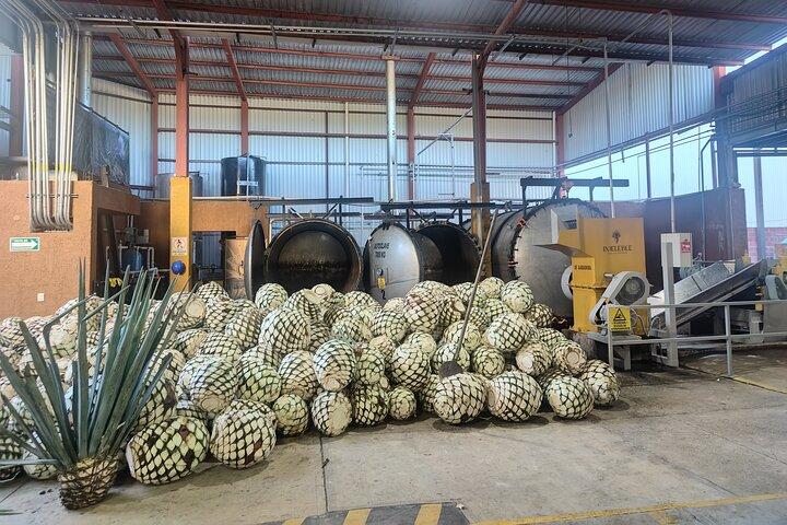Fasstour durch Tequila, Jalisco