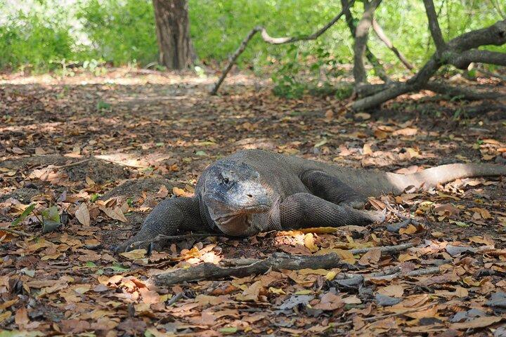 Labuan Bajo - Tour di più giorni a Komodo Utilizzando Luxury Pinishi Boat