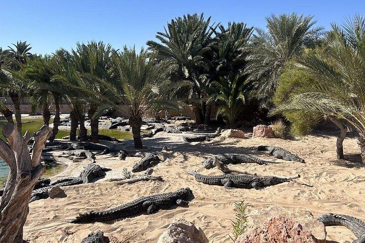 Krokodille gård og kulturmuseer oplevelse i Djerba