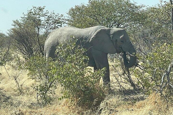 Hoteller i nærheden af Etosha National Park Safari