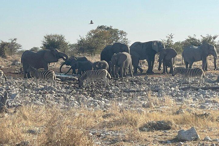 Hoteller i nærheden af Etosha National Park Safari