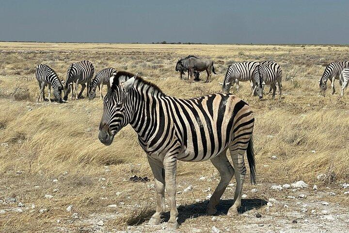 Hoteller i nærheden af Etosha National Park Safari