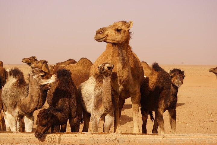 Desert & Waterfalls Adventure (5 dias)