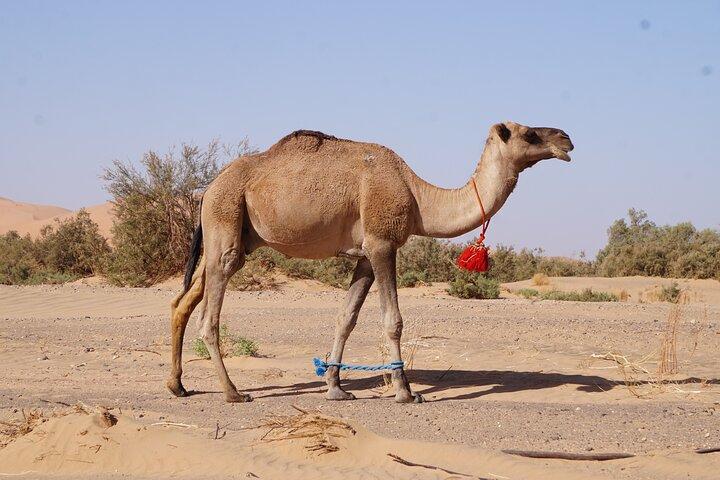 Desert & Waterfalls Adventure (5 dias)