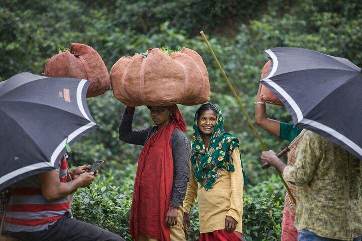 Private Sreemangal Tour Package from Dhaka: Srimangal Nature Tour