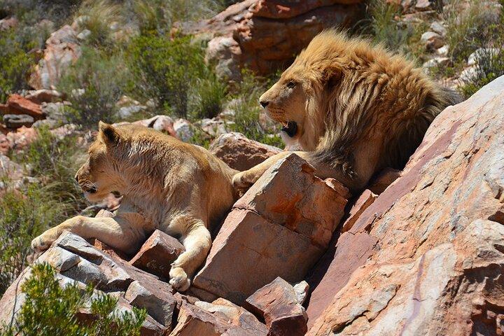 Big 5 Safari Aquila Game Tour wine tasting and Lunch