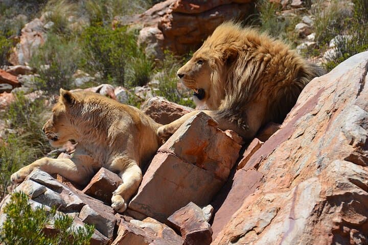 Sunset Safari Big 5 Aquila with Snacks and Wine Tasting
