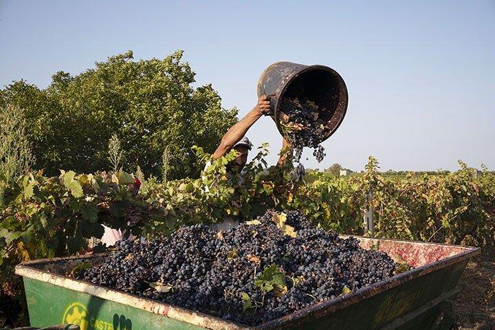Guidet tur til vinmarkerne med lokal vinsmagning