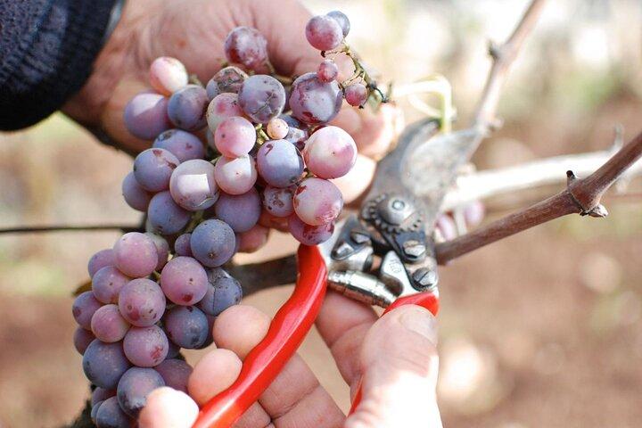 Degustação de vinhos de luxo no encantador Vale de Itria