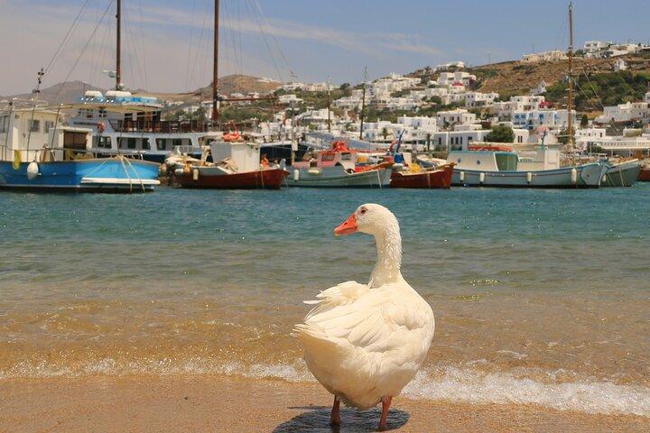 Privat Mykonos Den enda rundturen för ditt sociala medieflöde