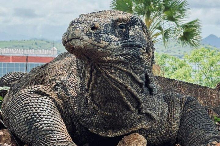 Privé Speedboot Fullday Komodo Tour