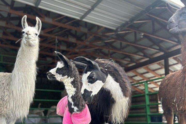 Experience Llamas | Bozeman Llama Farm Tours