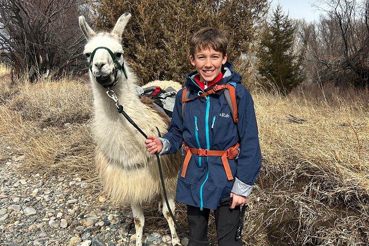 Experience Llamas | Bozeman Llama Farm Tours