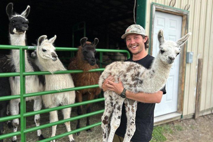 Experience Llamas | Bozeman Llama Farm Tours