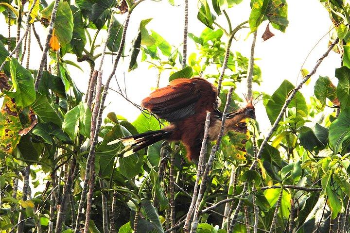 Bird Watching Day Trips rundt om Iquitos