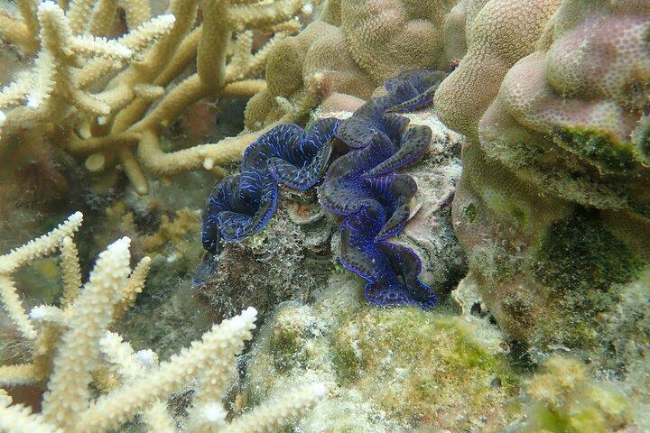 1/2 day Tahaa coral garden - departure Raiatea / ideal for cruise passengers