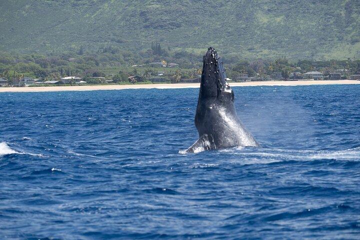 Tour di osservazione delle balene - Big Island, Hawaii