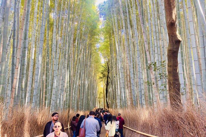 Explore Kyoto in Style: Temples, Shrines & Cultural Highlights