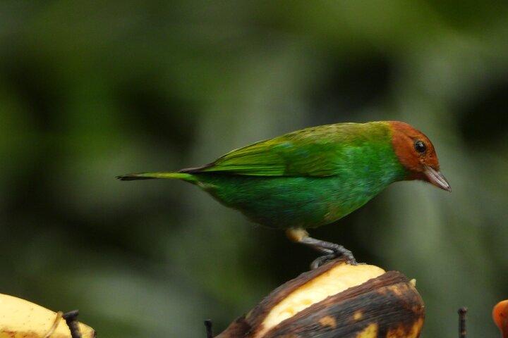 Bird Watching Day Trips rundt om Iquitos