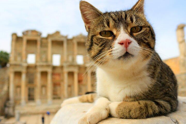 Skip the Line : Visite privée LGBTQ + Amicale Ephesus & Artemis