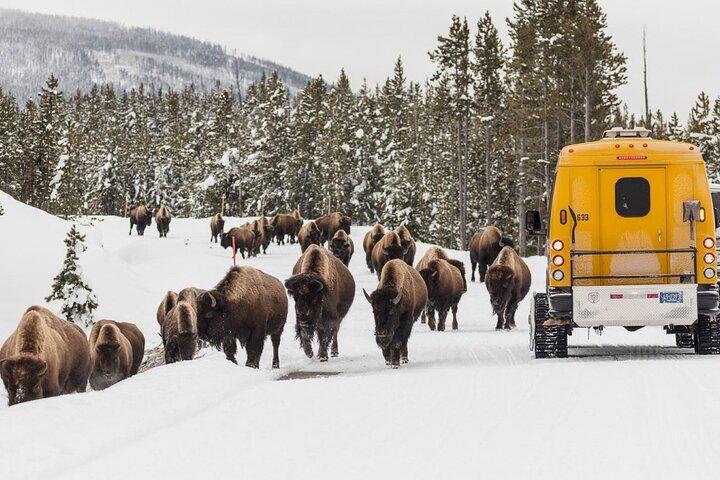 3 - Giorno Yellowstone, Grand Teton Winter Discovery Tour per piccoli gruppi