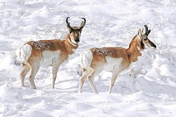 3 - Giorno Yellowstone, Grand Teton Winter Discovery Tour per piccoli gruppi