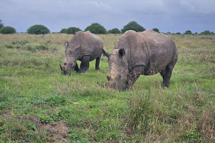 3 giorni 2 notti Masai Mara Unendosi a Safari da Nairobi