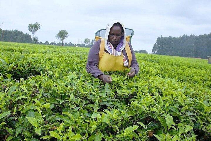 Nairobi : Excursión a la granja de té de Kiambethu con almuerzo