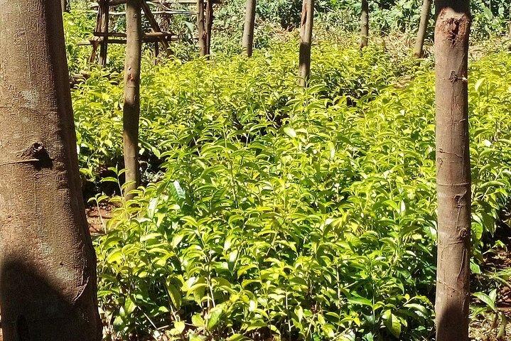 Nairobi: Kiambethu Tea Farm Tour com almoço