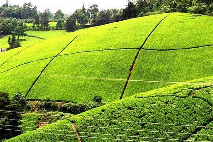 Nairobi : Excursión a la granja de té de Kiambethu con almuerzo