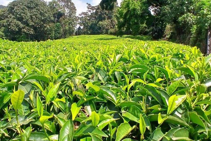 Nairobi: Kiambethu Tea Farm Tour com almoço