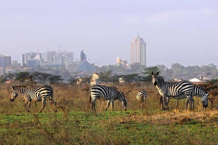 Nairobi National Park Safari- Big 4 Adventure Just Minutes Away