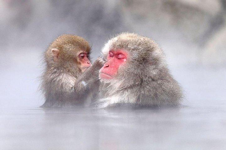 Visita de um dia a Nagano a partir de Tóquio Zenko Ji Temple and Snow Monkeys