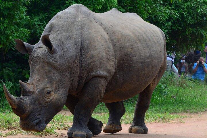 3 - Murchison Falls Safari mit Ziwa Rhino Tracking
