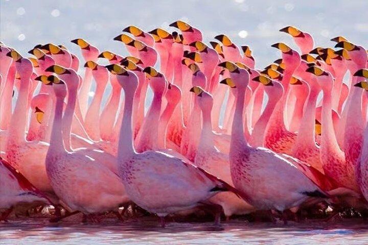 Parc national du lac Nakuru: excursion d'une journée au départ de Nairobi