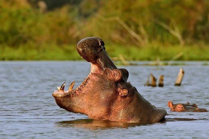 Lake Nakuru National Park & Lake Naivasha Boat Ride: Excursão de um dia
