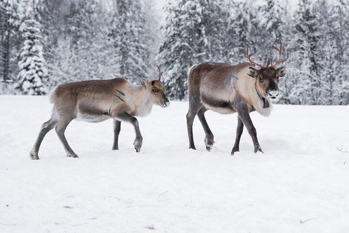 ROVANIEMI : トナカイ牧場見学と散策