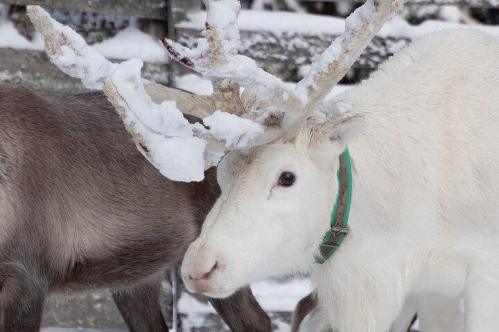 ROVANIEMI : トナカイ牧場見学と散策
