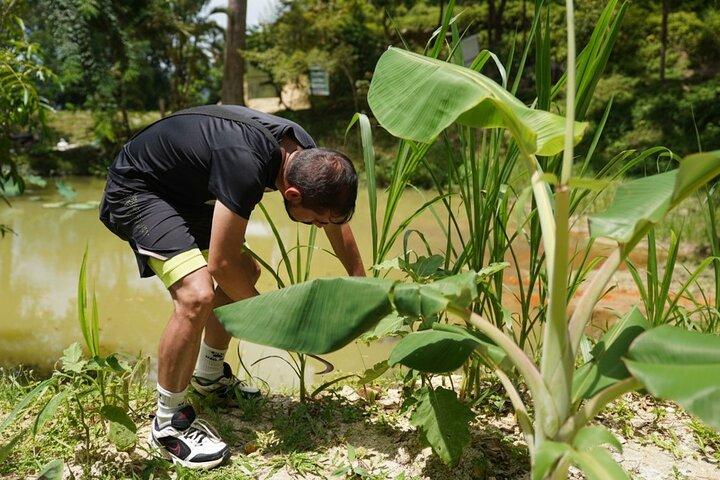 Phuket Elephant Learning and Tree Planting Experience