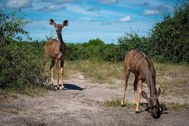 Chobe dagstur från Livingstone