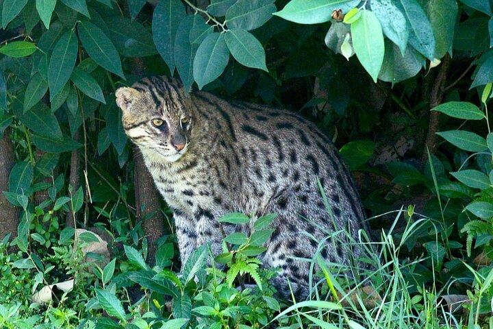 シギリヤ周辺のナイトアニマルを野生に見るナイトサファリ