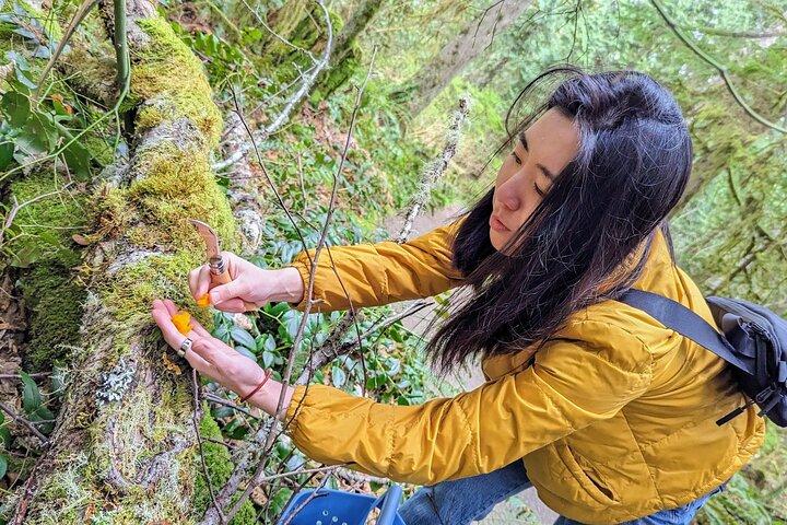 Intro à Seattle Mushroom Foraging